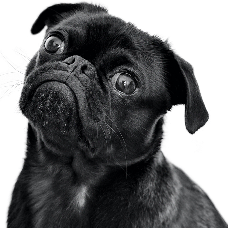 Home 5 newsletter dog optimized